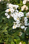 Multiflora Rose blossoms & foliage