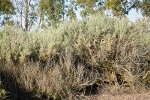 Fourwing Saltbush