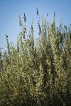 Fourwing Saltbush