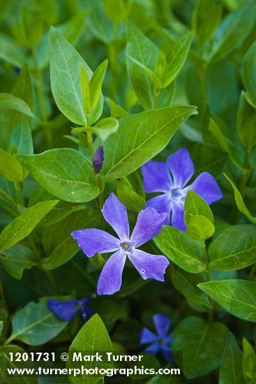 Vinca major