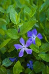 Large Periwinkle blossoms & foliage