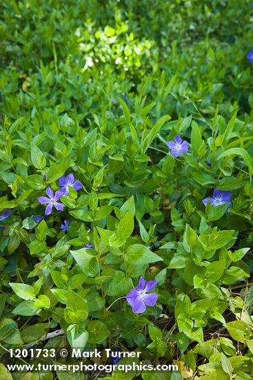 Vinca major