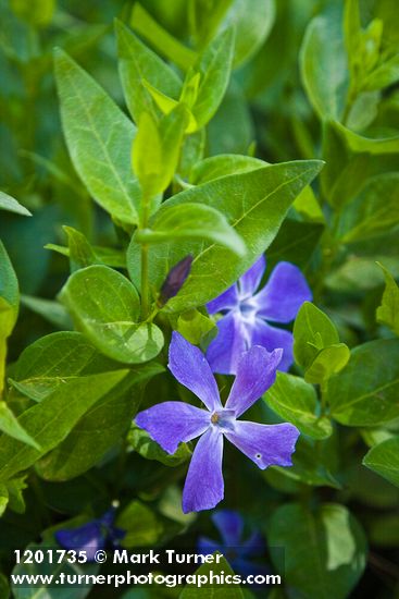 Vinca major