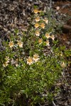 Largeflower Bush Monkeyflower