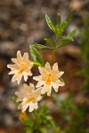 Largeflower Bush Monkeyflower blossoms & foliage detail