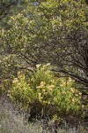 Largeflower Bush Monkeyflower at base of Manzanita