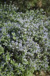 Woolyleaf Ceanothus