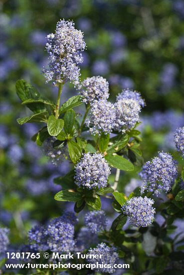Ceanothus tomentosus