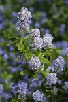 Woolyleaf Ceanothus blossoms & foliage detail