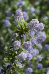Woolyleaf Ceanothus blossoms & foliage detail