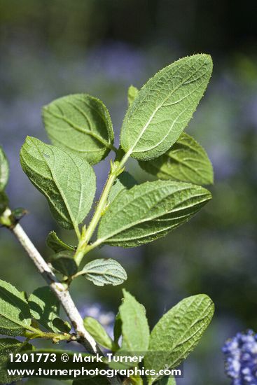 Ceanothus tomentosus
