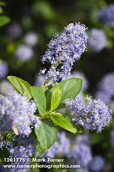 Ceanothus tomentosus
