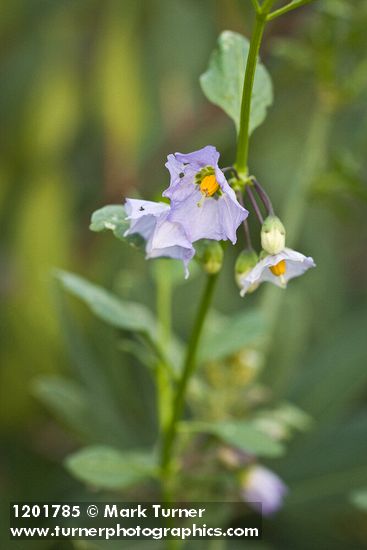 Solanum parishii