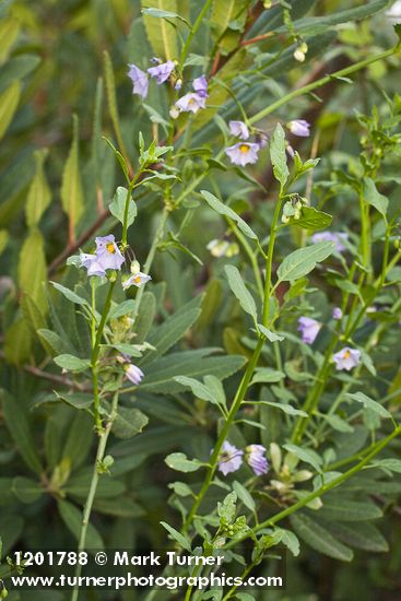 Solanum parishii