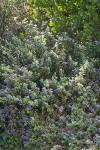 Coville Ceanothus