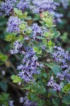 Coville Ceanothus blossoms & foliage detail