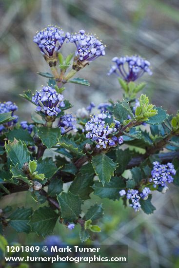 Ceanothus pinetorum