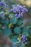 Coville Ceanothus blossoms & foliage detail