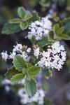 Coville Ceanothus blossoms & foliage detail