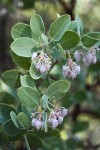 Mallory's Manzanita blossoms & foliage detail