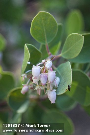 Arctostaphylos malloryi