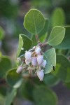 Mallory's Manzanita blossoms & foliage detail