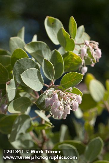 Arctostaphylos malloryi