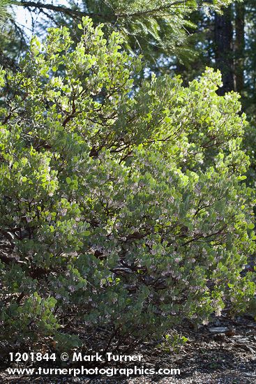 Arctostaphylos malloryi
