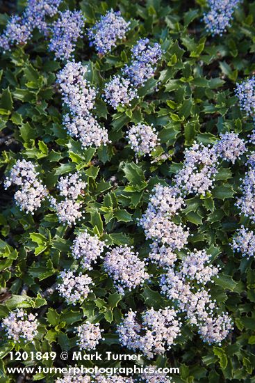 Ceanothus pumilus