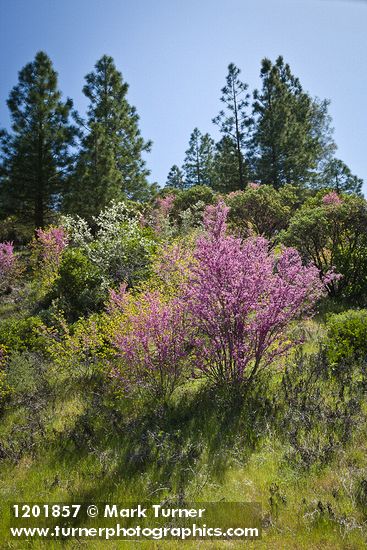Cercis orbiculata; Amelanchier alnifolia; Ceanothus cuneatus; Pinus ponderosa; Arctostaphylos sp.