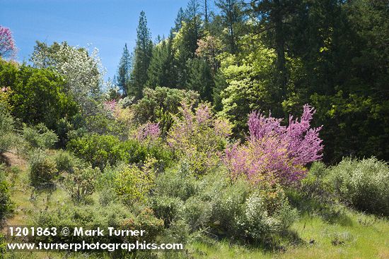 Cercis orbiculata; Amelanchier alnifolia; Ceanothus cuneatus; Pinus ponderosa; Arctostaphylos sp.