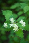 Shasta Snow-wreath blossoms detail