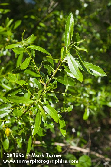 Salix laevigata