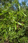 Red Willow foliage