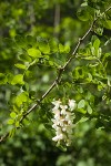 Black Locust blossoms & foliage