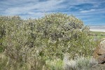 Klamath Plum