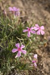 Sagebrush Phlox