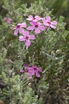 Sagebrush Phlox growing up through Sagebrush