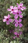 Sagebrush Phlox blossoms