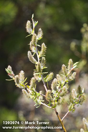 Salix prolixa