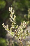 MacKenzie's Willow female catkins