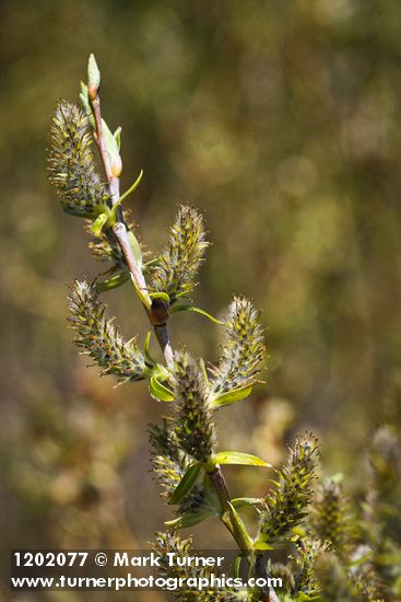 Salix prolixa