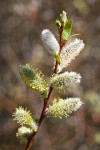MacKenzie's Willow male catkins