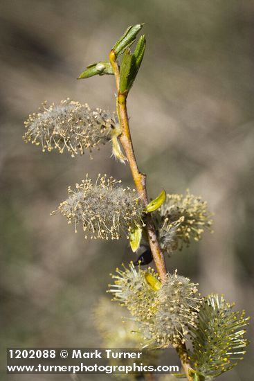 Salix prolixa