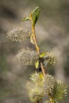 MacKenzie's Willow male catkins