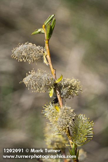 Salix prolixa