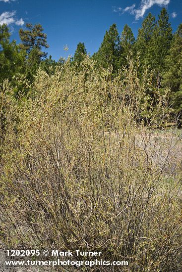 Salix prolixa