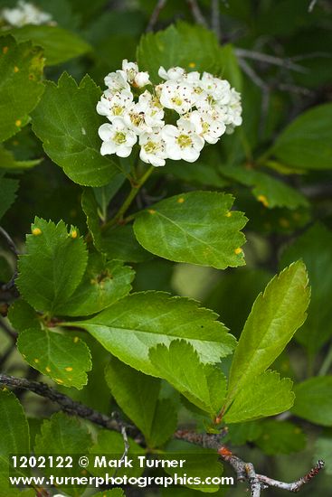 Crataegus castlegarensis