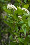 Castlegar Hawthorn blossoms & foliage