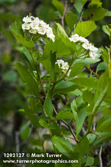 Crataegus castlegarensis